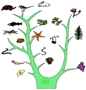 上,從生物生活環(huán)境的變化可以看出生物進(jìn)化的趨勢(shì)是從