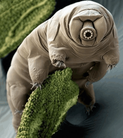 地球上最頑強(qiáng)的生物, 能在外太空生存, 生存力爆滿的水熊蟲