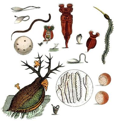 與上帝平起平坐的微生物 生物起源于它，人類未來依靠它